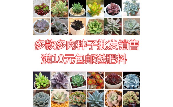 植物种子_多肉种子易播办公室内生石花玉露多肉套餐盆栽-- 沭阳泽远花卉园艺场