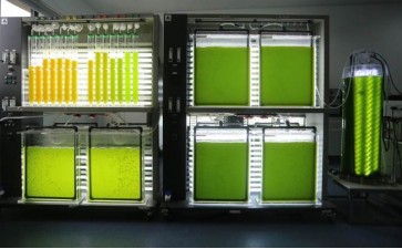 实验室藻类培养条件优化 (1)