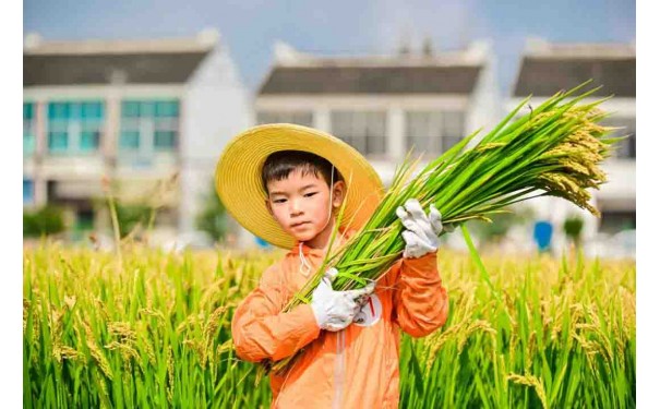 苏州三六六研学旅行户外拓展活动挖红薯割稻子探索体验课报名中-- 昆山墨凡六六六课外培训中心有限公司