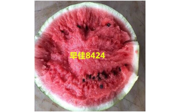 新乐抗重茬西瓜苗嫁接的|鹿泉育8424西瓜苗基地2023