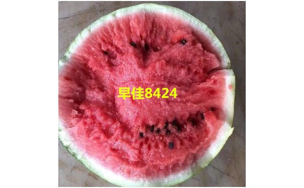 新乐抗重茬西瓜苗嫁接的|鹿泉育8424西瓜苗基地2023-- 山东禾大蔬菜种苗厂家