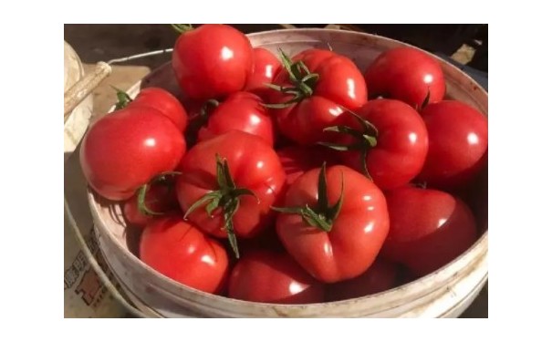 朝阳越夏早熟西红柿苗品种\铁岭卖番茄苗厂家-- 山东禾大蔬菜种苗厂家
