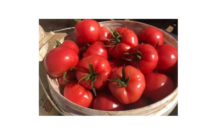 朝阳越夏早熟西红柿苗品种\铁岭卖番茄苗厂家