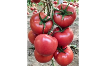 毕节越夏早熟西红柿苗品种\安顺卖番茄苗厂家