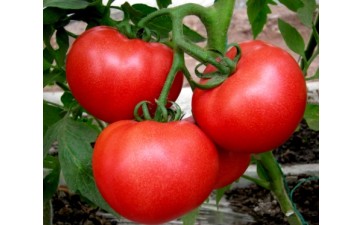 黔南卖耐高温番茄苗\铜仁硬粉西红柿苗品种