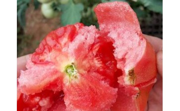 宝鸡普罗旺斯西红柿苗\咸阳育大小番茄苗基地