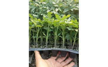 洛阳卖草莓西红柿苗\平顶山番茄苗育苗基地(2024)