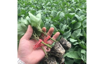 沈阳代育嫁接茄子苗基地\葫芦岛紫把长茄苗