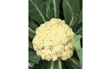 合肥有机花菜苗\长丰65天品种