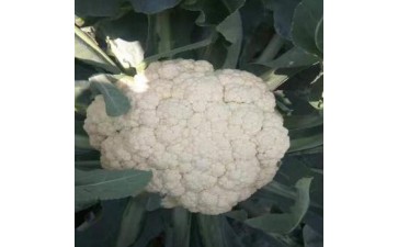 肥东松花菜苗\肥西65天品种
