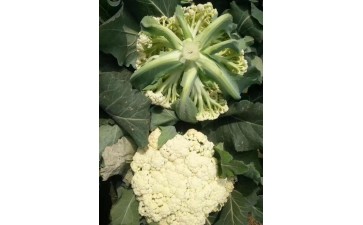 旌德有机花菜苗\郎溪耐热菜花苗65天品种