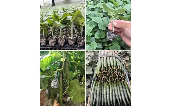 运城早春黄瓜苗代育，大黄瓜种苗厂家