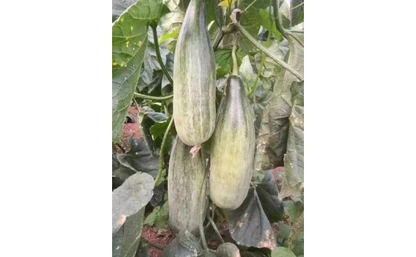 洛阳早春嫁接甜瓜苗，供应甜瓜苗育苗厂2025价格-- 寿光瑞丰蔬菜种苗有限公司